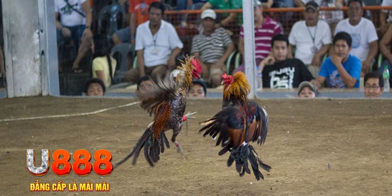 f8bet đăng nhập mậu binh online