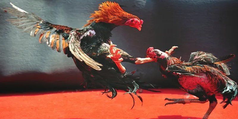 f8bet BG Bắn cá